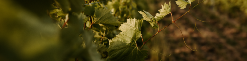 Visite Guidée : Les Vendanges Manuelles