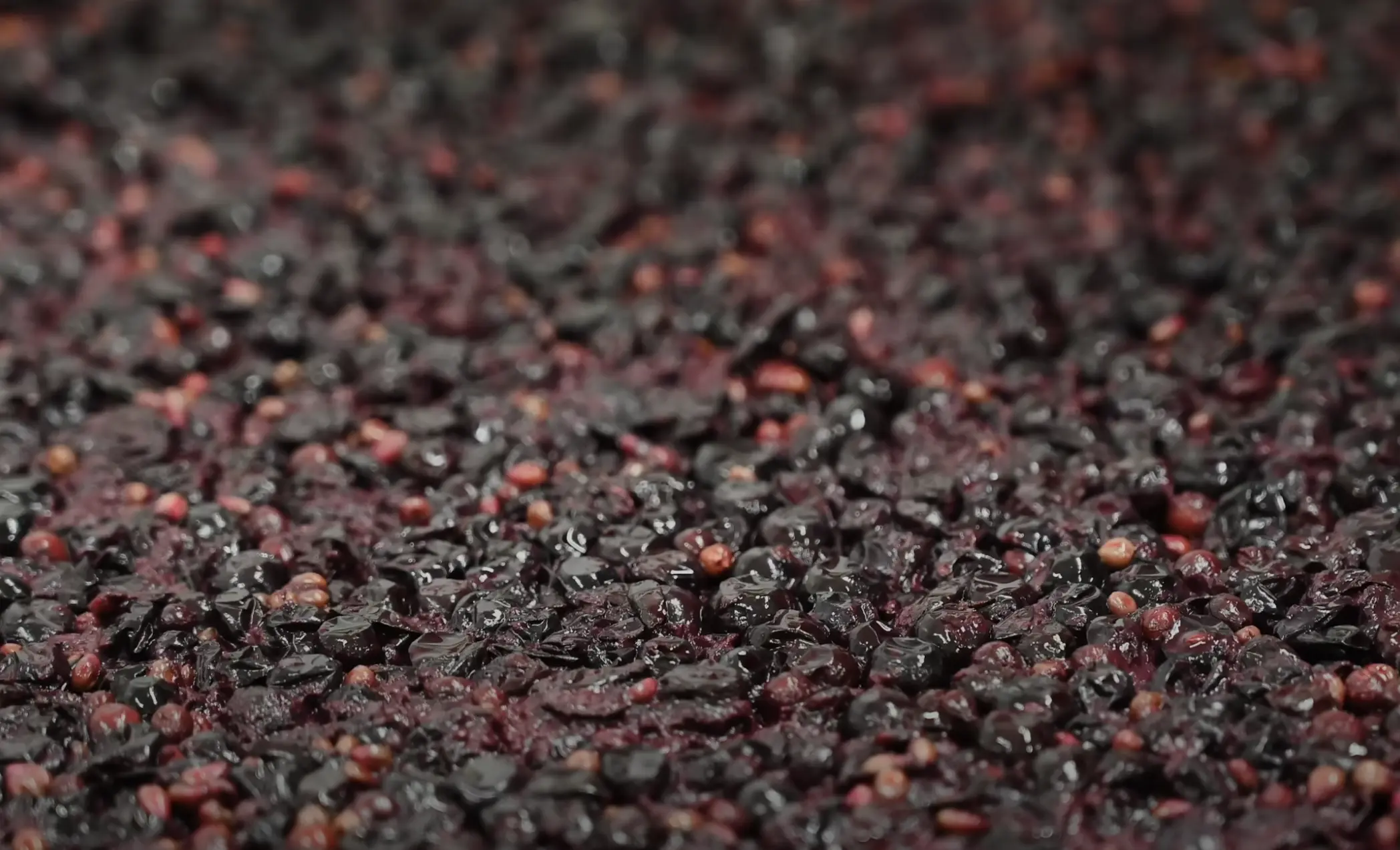 Vinification du Vin Rouge