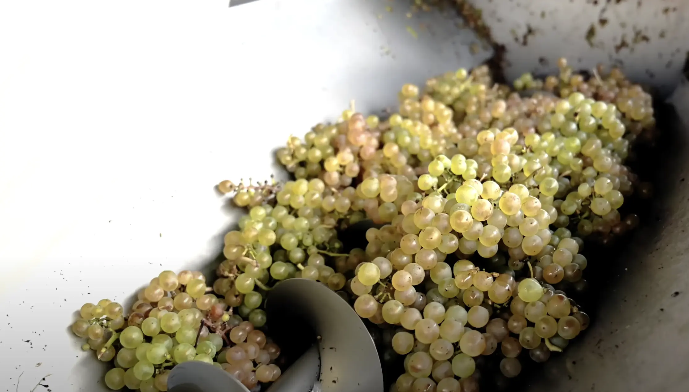 Vinification du Vin Blanc